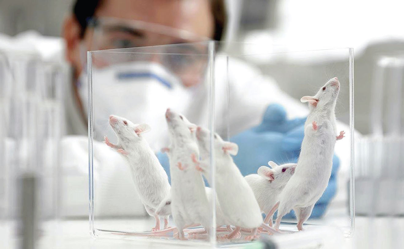 Lịch sử y học kỳ thú của chuột thí nghiệm » Báo Phụ Nữ Việt Nam