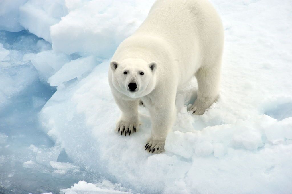 A la découverte de Nanuk, l'ours polaire... avec le photographe ...