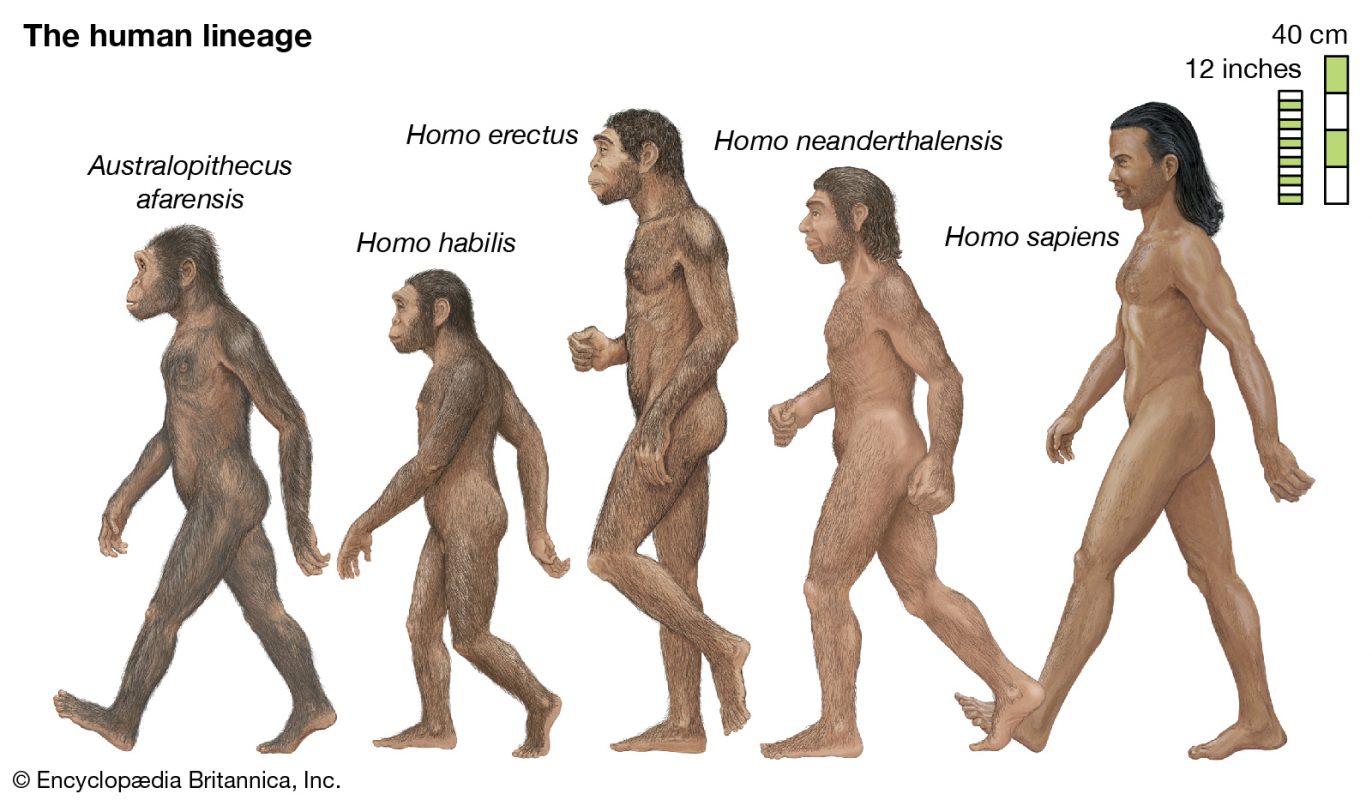 human lineage hominins members lineages apes interpretations